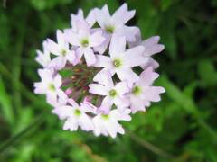 Glandularia laciniata