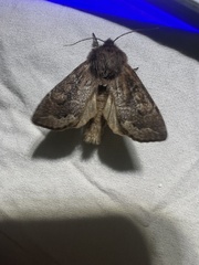 Orthosia garmani