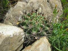 Eriosyce curvispina