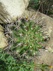 Eriosyce curvispina