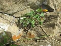 Oxalis