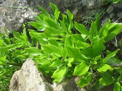 Alstroemeria magnifica maxima