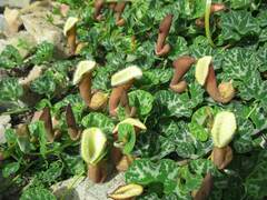 Aristolochia chilensis