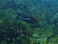 Notolabrus parilus