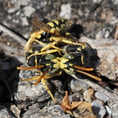 Nomada nobilis