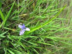 Tecophilaea violiflora