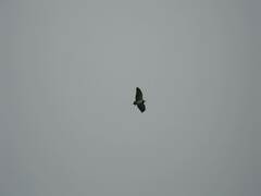 Geranoaetus melanoleucus australis