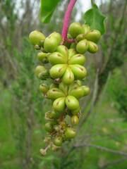 Anisomeria littoralis