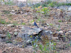 Phoenicurus ochruros