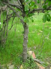 Anisomeria littoralis