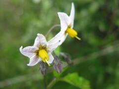 Solanum furcatum