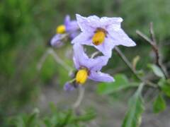 Solanum furcatum