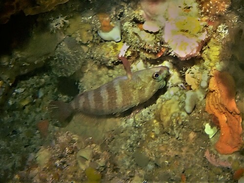 Wilson's seaperch (Hypoplectrodes wilsoni) — Serranidae