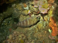 Hypoplectrodes wilsoni