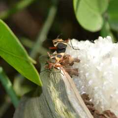 Oncopeltus unifasciatellus