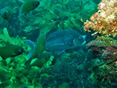 Nemadactylus valenciennesi