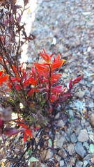Castilleja talamancensis