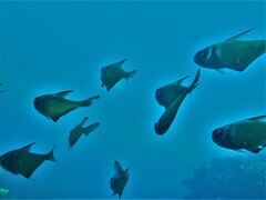 Pempheris klunzingeri