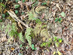 Tectaria devexa