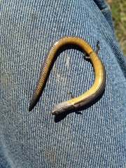 Hemiergis talbingoensis