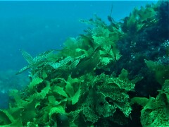 Olisthops cyanomelas