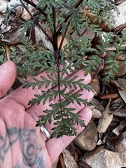 Phacelia tanacetifolia