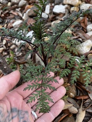 Phacelia tanacetifolia