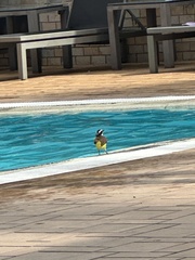 Megarynchus pitangua