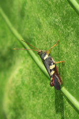 Apalacris varicornis