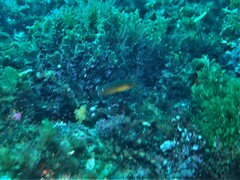 Austrolabrus maculatus