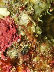 Helcogramma decurrens