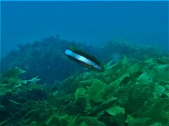 Halichoeres brownfieldi