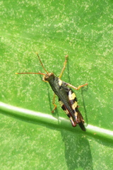 Apalacris varicornis