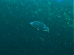 Anampses geographicus