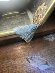 Phigalia strigataria