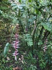Heliconia chartacea