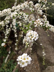 Spiraea prunifolia pseudoprunifolia