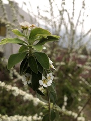 Spiraea prunifolia pseudoprunifolia
