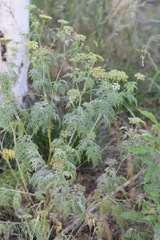 Cnidium monnieri