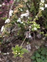 Spiraea prunifolia pseudoprunifolia