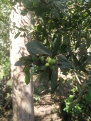 Xylosma flexuosa