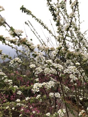 Spiraea prunifolia pseudoprunifolia
