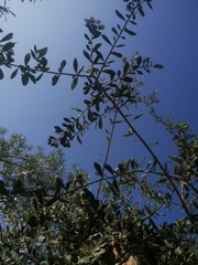 Xylosma flexuosa