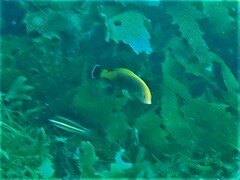 Anampses geographicus