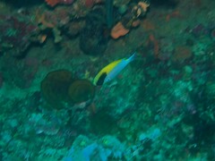 Chromis klunzingeri