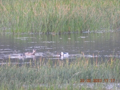 Nettapus coromandelianus