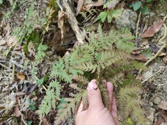 Tectaria devexa