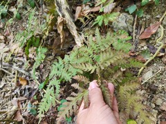 Tectaria devexa