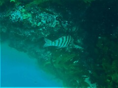 Goniistius rubrolabiatus