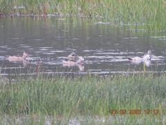 Nettapus coromandelianus